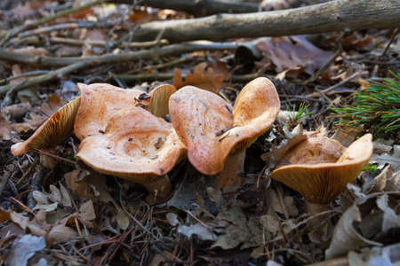 Chanterelles mushrooms in an autumn forestの写真素材