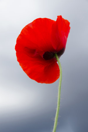 Pretty wild poppy in springの写真素材