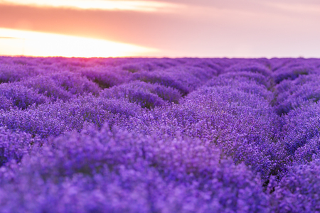 panorama field lavender summer. shallow depth of fieldの写真素材