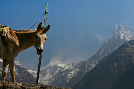 Machapuchare moytains - Fish Tail in Himalaya. Nepal, Annapurna valleyの写真素材