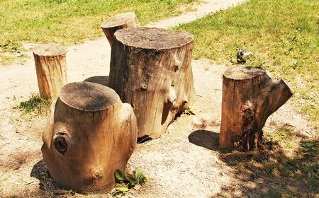 a group of five stumps  green grass  Dove in the background 