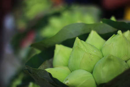 Selective focus of Bud Lotus prepare to sell in flowers marketの写真素材
