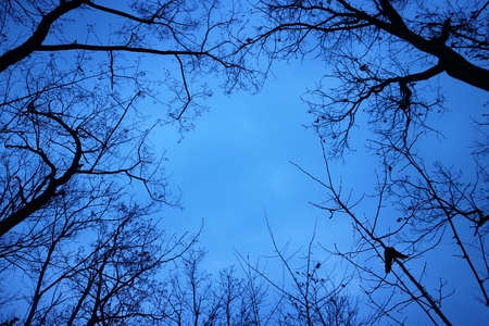 Tree branch silhouette on blue skyの写真素材