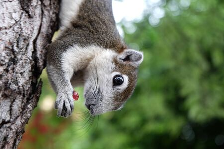 Squirrel eat red grape in vertical lineの写真素材