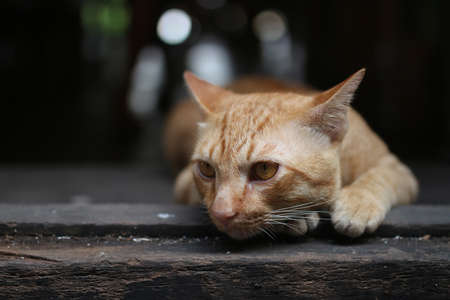 Cute cat feeling lonely
