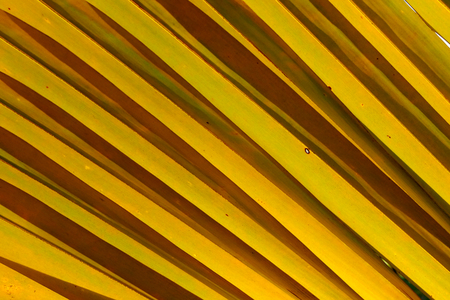 Oblique pattern of dried coconut leaf. For Background or wallpaper.の写真素材