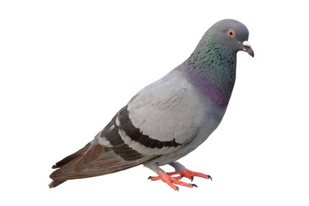 Full body of grey pigeon isolated on white backgroundの写真素材