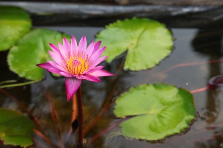 pink lotusの写真素材