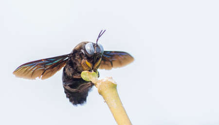 A Black Carpenter bee (genus xylocopa) close up macro shot various background