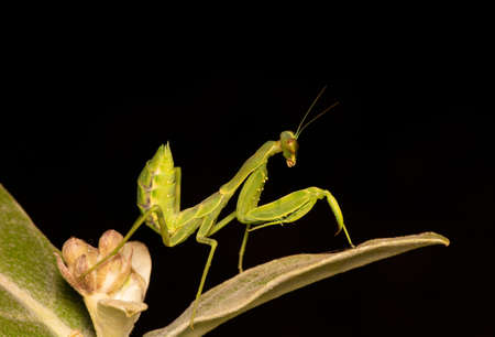 Praying mantis black background high quality photos closeup macro