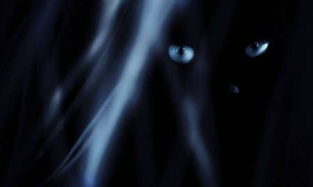 Blue eye cat behind blue grassの写真素材