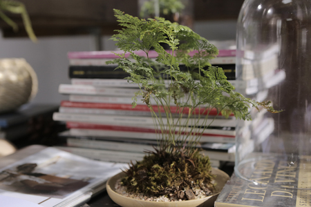 a beautiful fern bonsai claypot in reading roomの写真素材