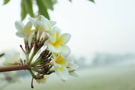 the group of white plumeria in morningの写真素材