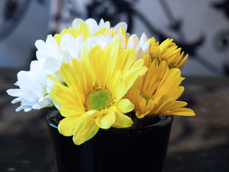 some of yellow and white gerbera put in a black vaseの写真素材