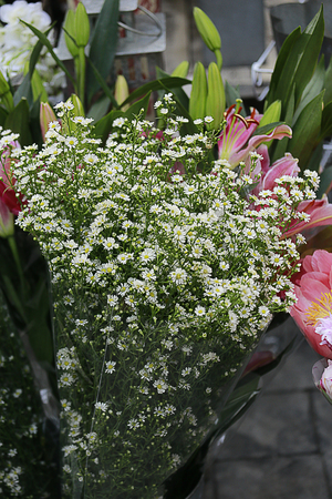 cutter flower is a famous decorative plant for another flowerの写真素材