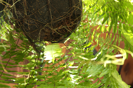 a potted hanging boston fern from under viewの写真素材