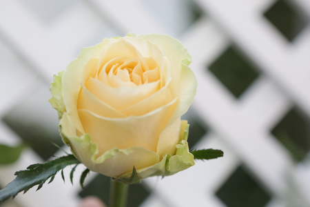 a beautiful yellow rose grow up near a lattice partition in english garden styleの写真素材