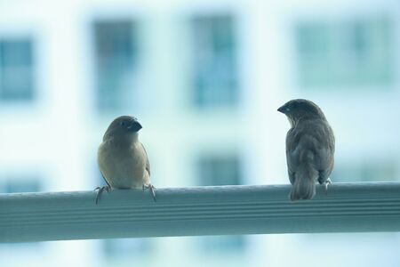 two sparrow sitting in opposite side at a clothes line of condominium terraceの写真素材
