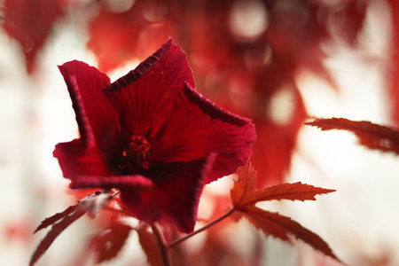 A red flower name Cranberry hibiscus or African rosemallow is brooming in the gardenの写真素材