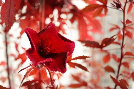 A red flower name Cranberry hibiscus or African rosemallow is brooming in the gardenの写真素材