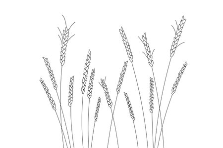 Vector linear field with ears. wheatfield. Wheat of different heightsのイラスト素材