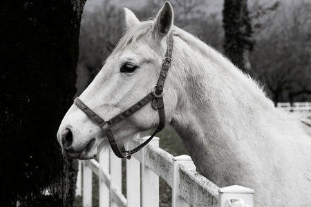 Lipicaner horseの写真素材