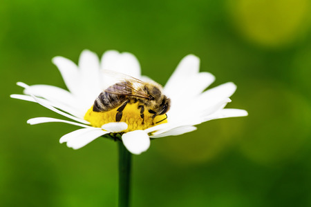 Bee collects honey on the green lawnの写真素材