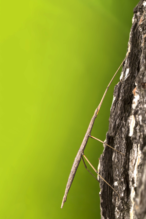 Stick Insect on the trunk  Green background の写真素材