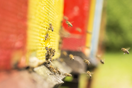 The bee was sipping the nectar and returning to beehive. Bees collects honey. Beehives on the meadow.の写真素材