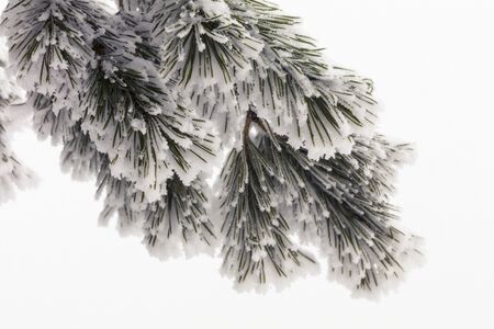 Frozen tree branches. Pine brunches covered with snow. Forest in wintertime.の写真素材