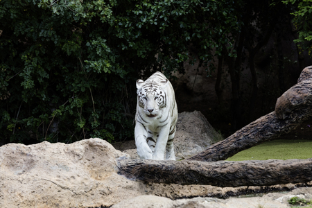 Protected white tiger in the wilderness. Now very rare outside of zoos, the endangered big cat is hunted for its highly prized fur.の写真素材