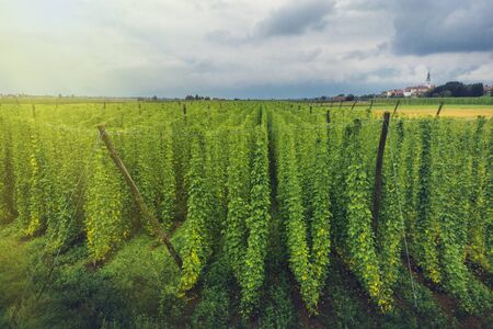 Organic hops plantation ready to harvest. Traditional beer production. Traditional eco beer brewery.