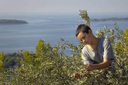 Young local farmer picking olives in traditional way. Harvesting eco olives for extra virgin olive oil. Sustainable organic agriculture for healthy food production.の写真素材