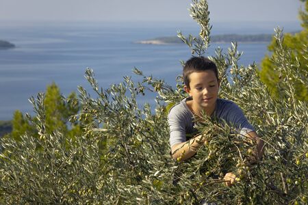 Young local farmer picking olives in traditional way. Harvesting eco olives for extra virgin olive oil. Sustainable organic agriculture for healthy food productionの写真素材