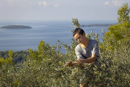 Young local farmer picking olives in traditional way. Harvesting eco olives for extra virgin olive oil. Sustainable organic agriculture for healthy food production.の写真素材