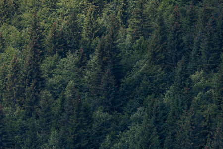 Forests, lungs of our planet. Green and healthy conifers in the high mountains. Afforestation for better future.の写真素材