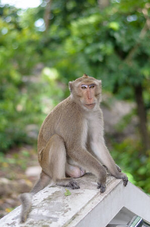 Smily Monkey sitting