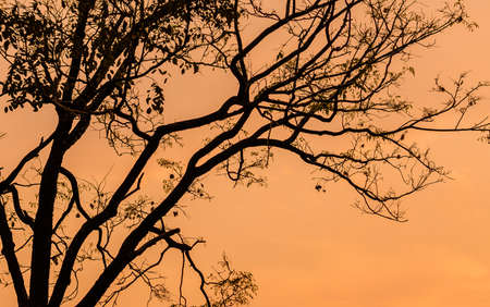 Orange theme silhouette  with tree branchの写真素材