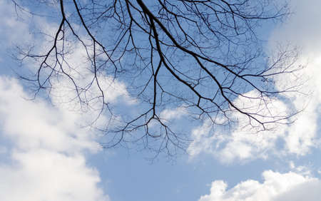 Blue sky white cloud and treeの写真素材