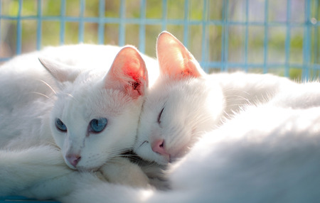 Thai catの写真素材