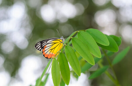 Butterfly on green leafの写真素材