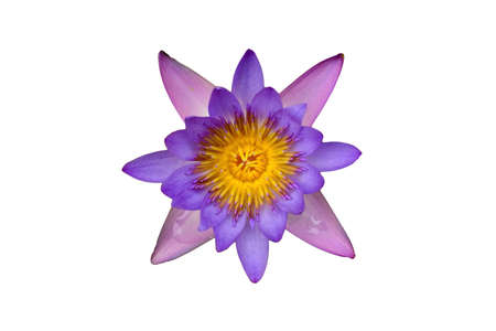 Isolated Lotus flowerの写真素材