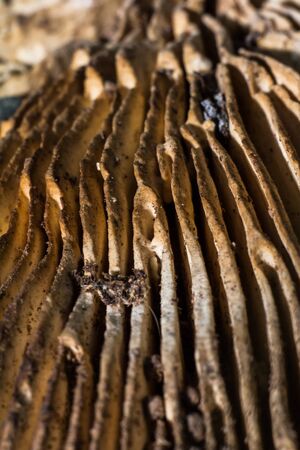 The Natureの写真素材