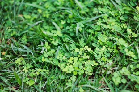 Grass