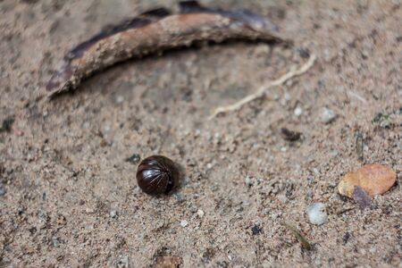 Millipede
