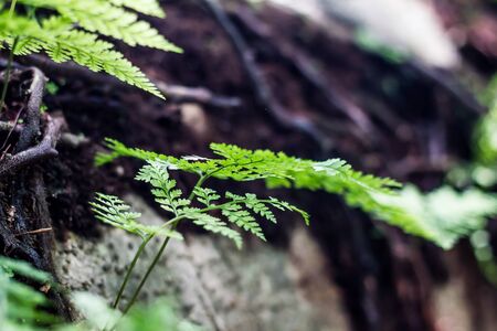limb