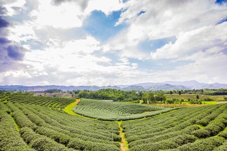 Tea Farm