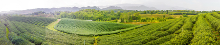 Tea Farm