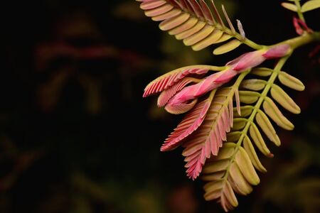 top of young tamarind leaves