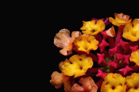 Closeup Lantana camara flower on black backgroundの写真素材